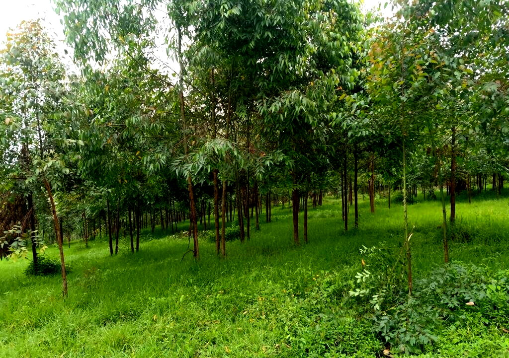 25-Acre Land with River Frontage