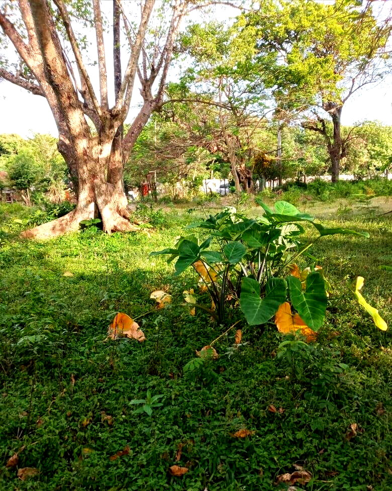 Kikambala Beach Plot for KSh 5.8M