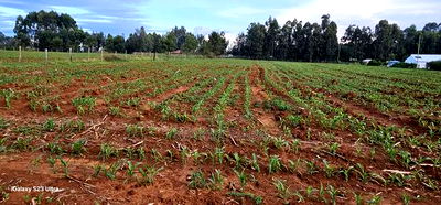 2 Acres for Sale in Say Eldoret - Image 1