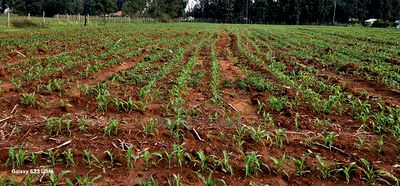 2 Acres for Sale in Say Eldoret - Image 4