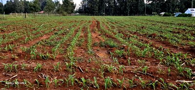 2 Acres for Sale in Say Eldoret - Image 6