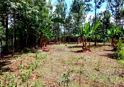 Quarter Acre Garden Plot