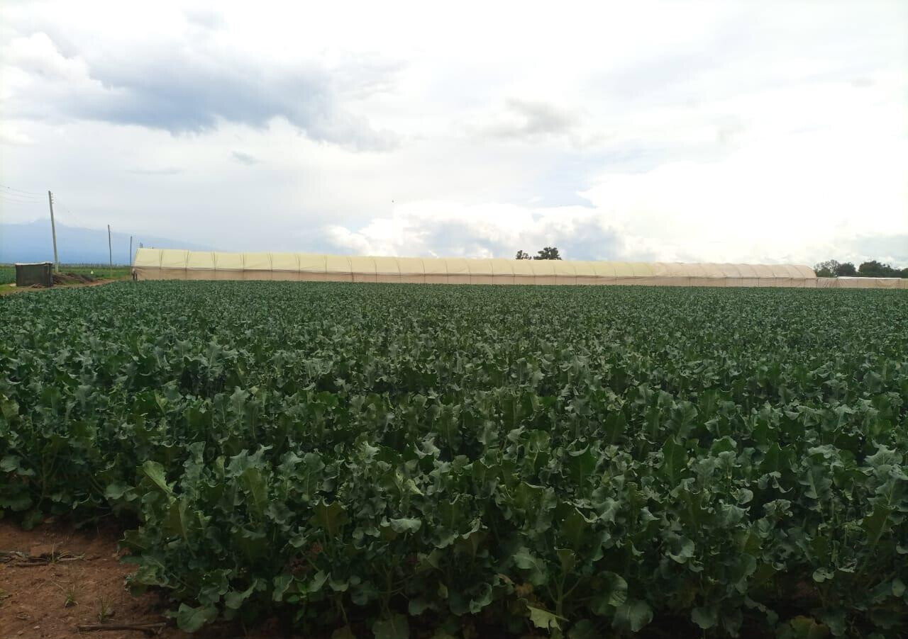 2.5-Acre Land at KSh 2.8M per Acre