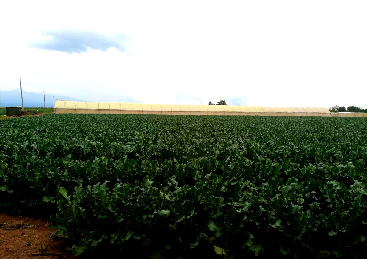2.5-Acre Land at KSh 2.8M per Acre