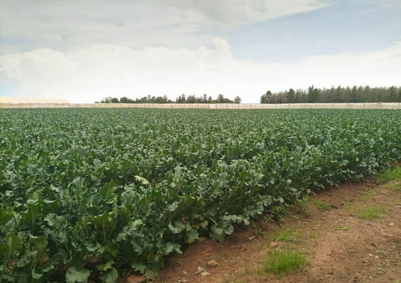 2.5-Acre Land at KSh 2.8M per Acre