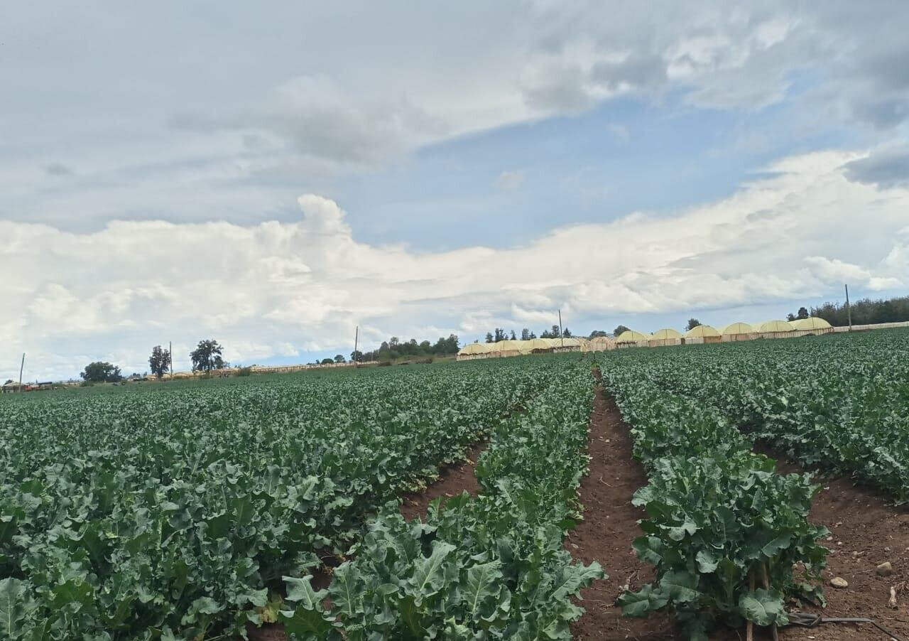 2.5-Acre Land at KSh 2.8M per Acre