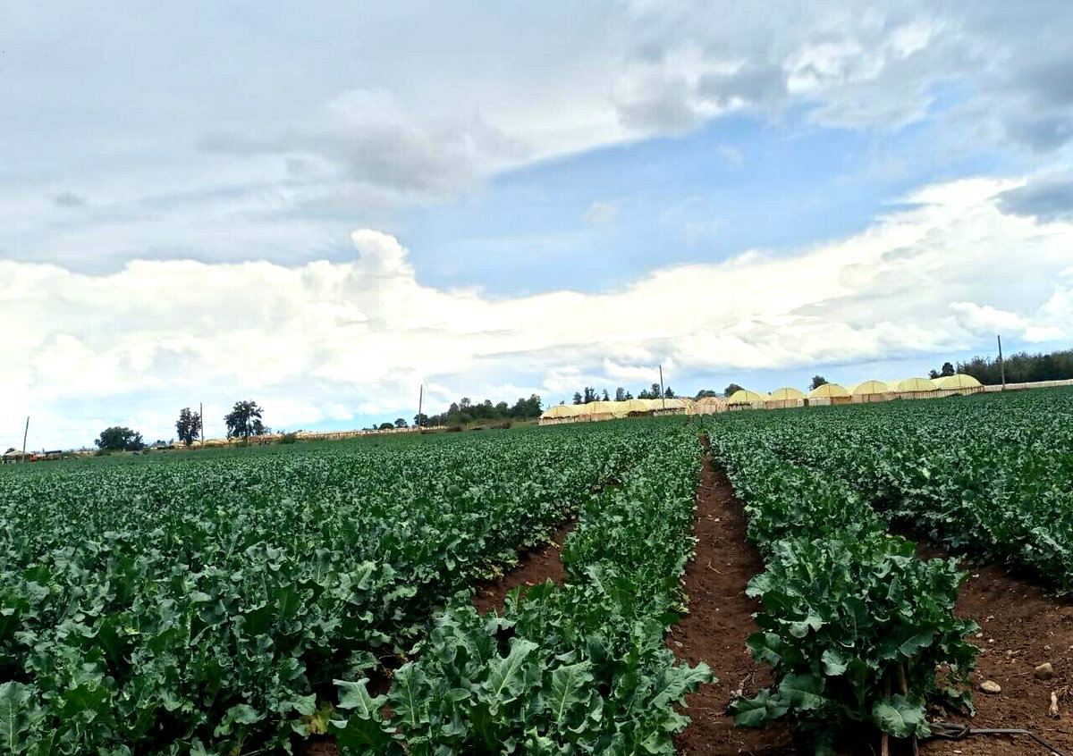 2.5-Acre Land at KSh 2.8M per Acre