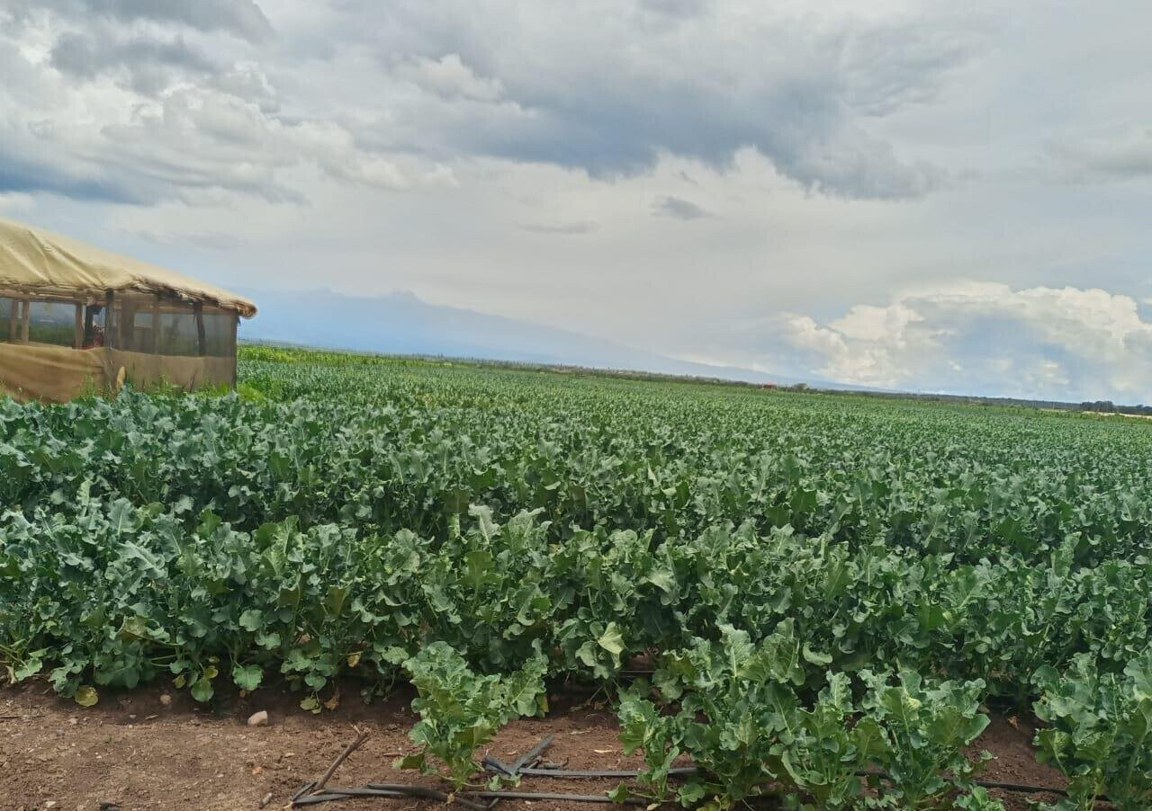 2.5-Acre Land at KSh 2.8M per Acre