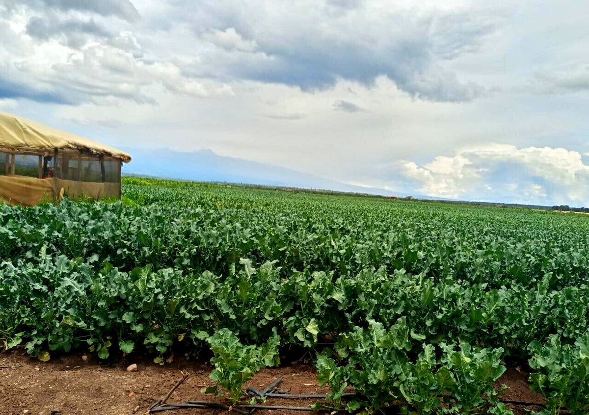 2.5-Acre Land at KSh 2.8M per Acre