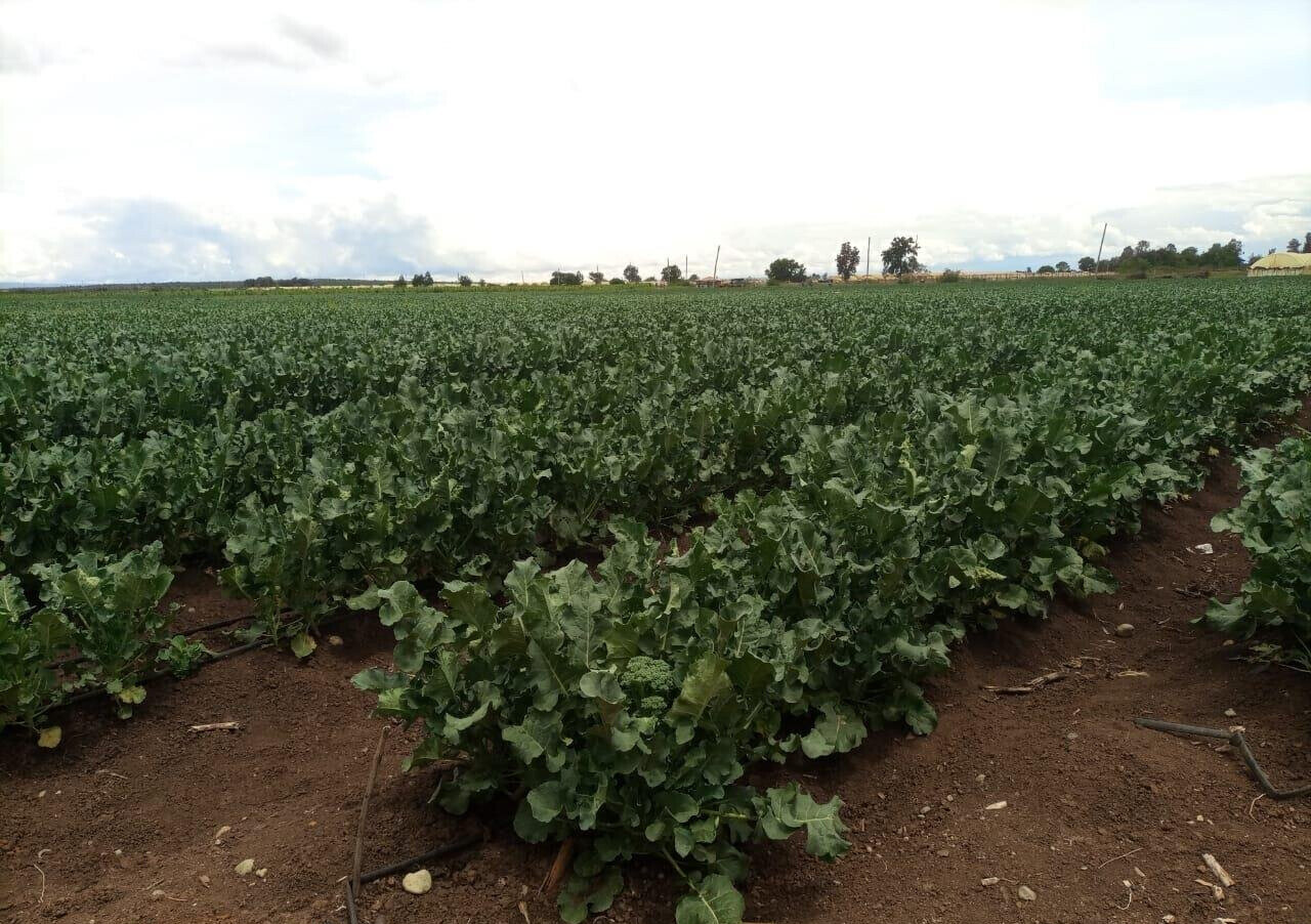 2.5-Acre Land at KSh 2.8M per Acre