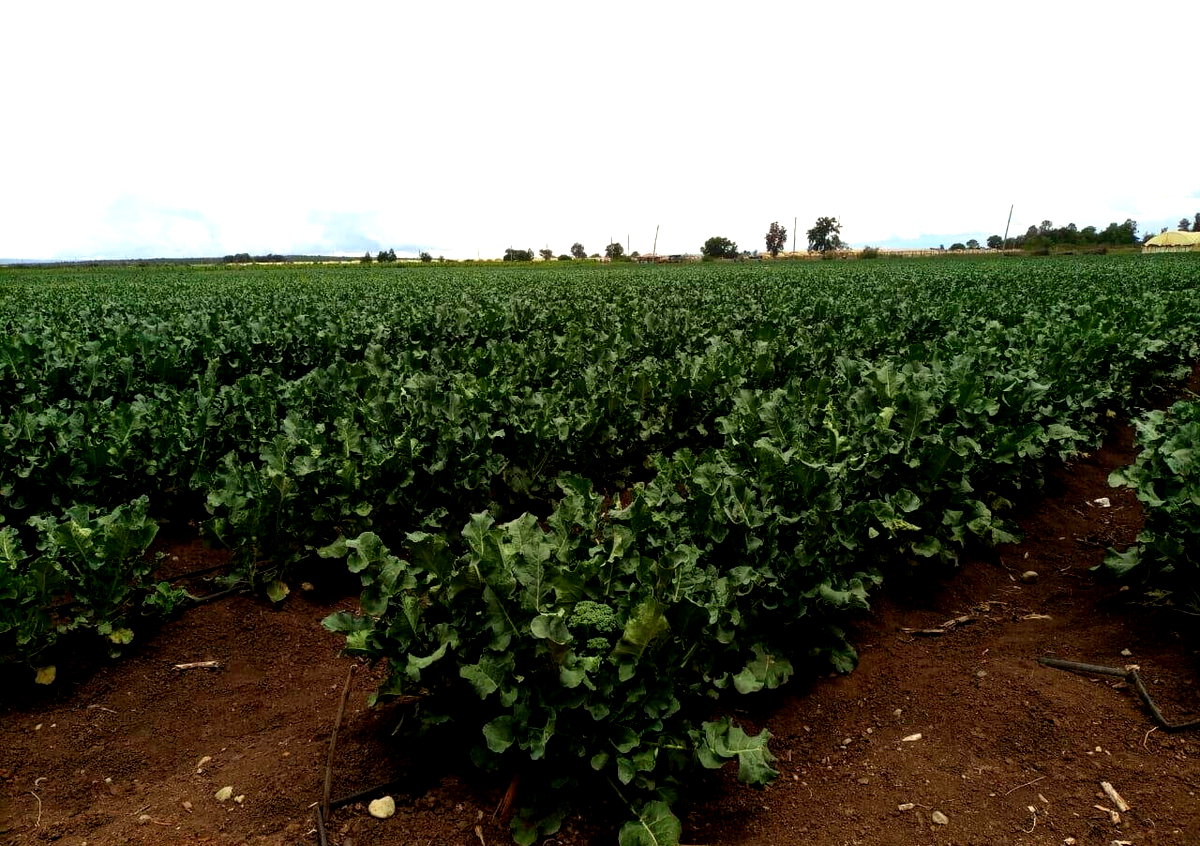 2.5-Acre Land at KSh 2.8M per Acre