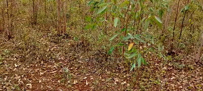 Land for Sale in Asembo Lela - Image 1