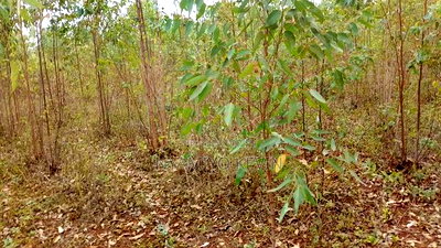 Land for Sale in Asembo Lela - Image 4