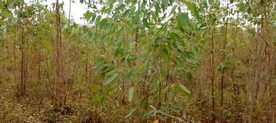 Land for Sale in Asembo Lela - Image 2