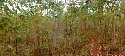 Land for Sale in Asembo Lela - Image 5