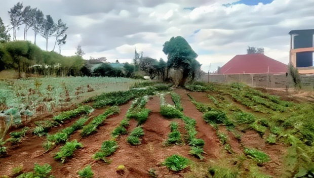 Prime 1/4 Plot for Sale in Kibiko