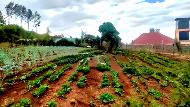 Prime 1/4 Plot for Sale in Kibiko