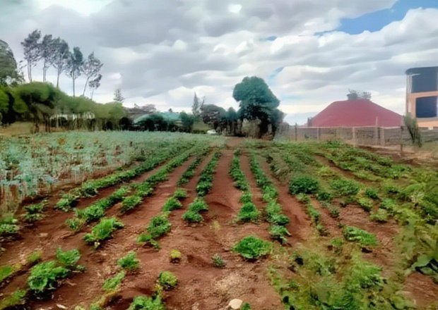 Prime 1/4 Plot for Sale in Kibiko