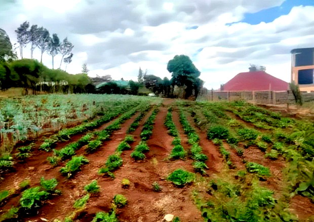 Prime 1/4 Plot for Sale in Kibiko