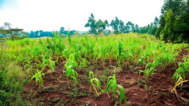 Prime Residential Plots for Sale in Kikuyu, Gikambura
