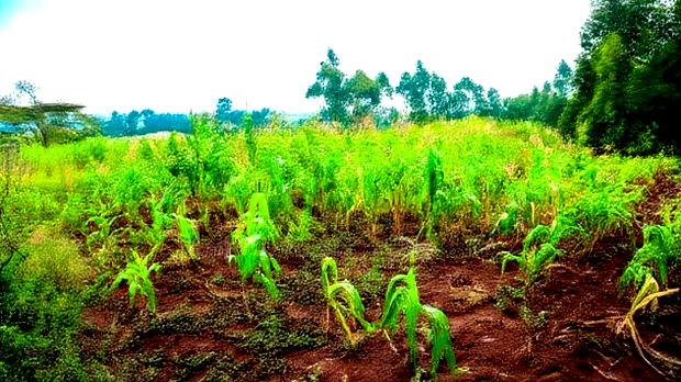 Prime Residential Plots for Sale in Kikuyu, Gikambura