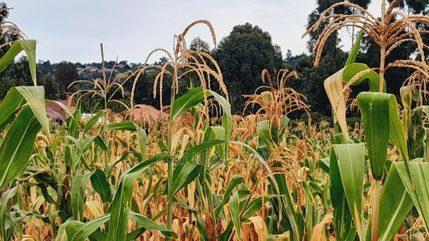 Kikuyu Kerwa Prime and Affordable Plots