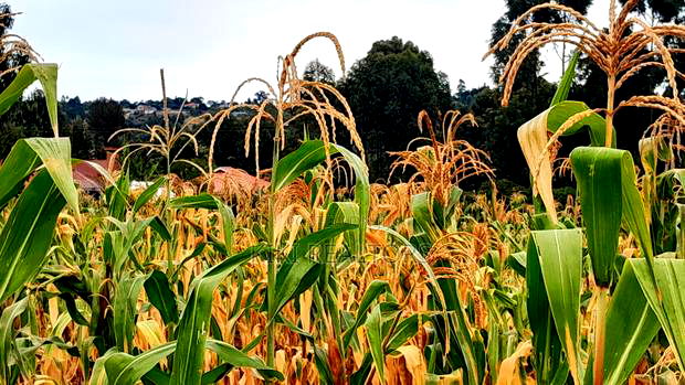 Kikuyu Kerwa Prime and Affordable Plots