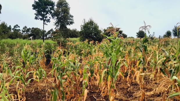 Kikuyu Kerwa Prime and Affordable Plots