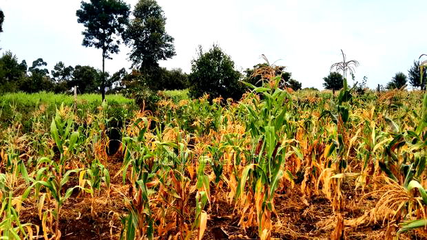 Kikuyu Kerwa Prime and Affordable Plots