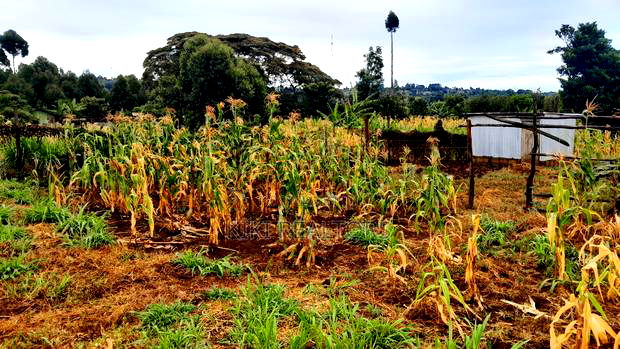 Kikuyu Kerwa Prime and Affordable Plots