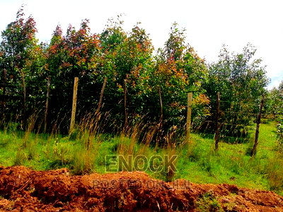 1/4acre Land for Sale in Outspan - Ancilla - Image 3
