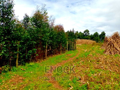 1/4acre Land for Sale in Outspan - Ancilla - Image 4