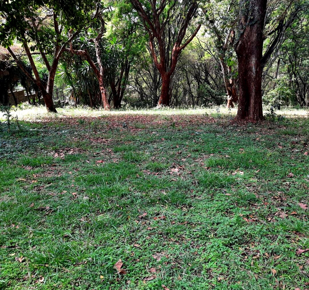 1-Acre Muthaiga Plot at KSh 175M