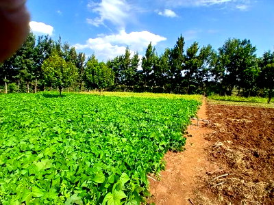 Prime 50 by 100 Plots in Kimuka, Ngong 100 Metres Off Tarmac - Image 1