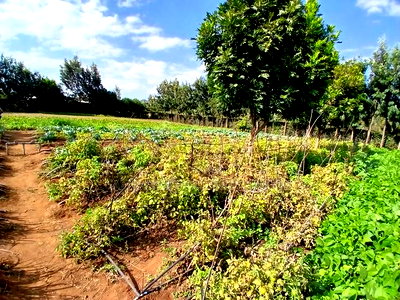 Prime 50 by 100 Plots in Kimuka, Ngong 100 Metres Off Tarmac - Image 2