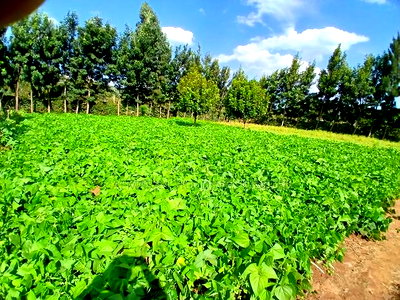 Prime 50 by 100 Plots in Kimuka, Ngong 100 Metres Off Tarmac - Image 3