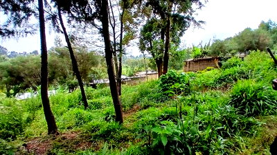 Prime40 by 60ft Plot for Sale in Kikuyu,Gitaru - Image 4