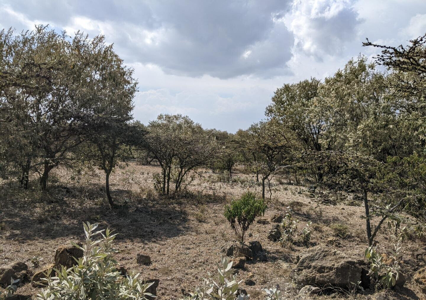 1/2 Acre Corner Plot in Naivasha Gardens