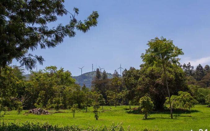 1/4 Acre Plot Under 8M
