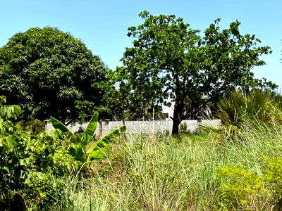 Diani 6.5acres - Image 7