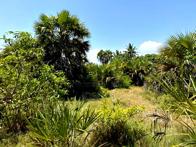 Diani 6.5acres - Image 10