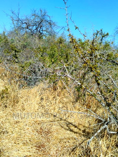 14 Acres for Sale - Image 4