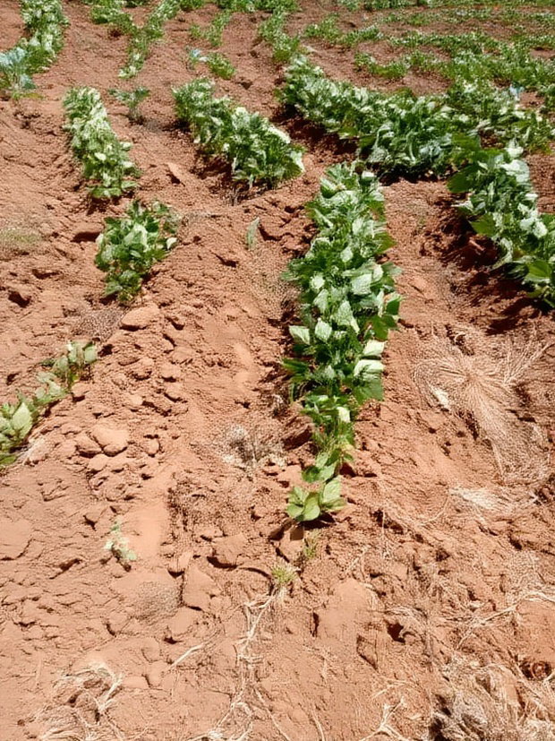 10000 Acreas for Sale Nanyuki