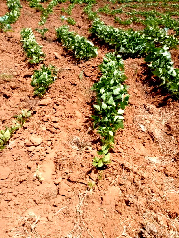 10000 Acreas for Sale Nanyuki