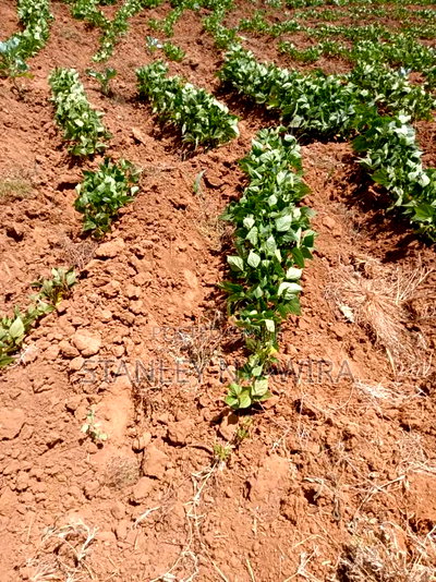 10000 Acreas for Sale Nanyuki - Image 1