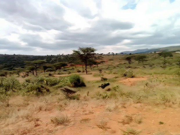 10000 Acreas for Sale Nanyuki