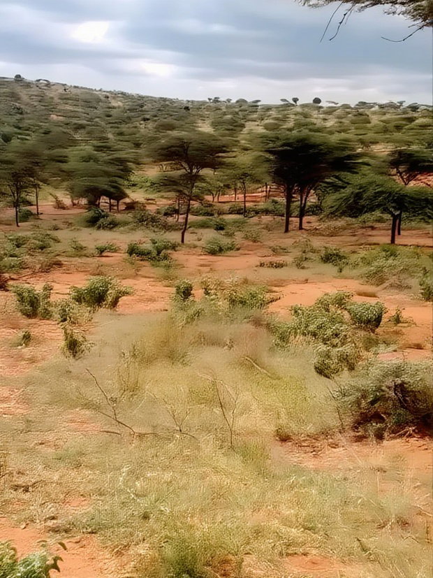 10000 Acreas for Sale Nanyuki