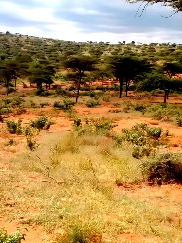 10000 Acreas for Sale Nanyuki