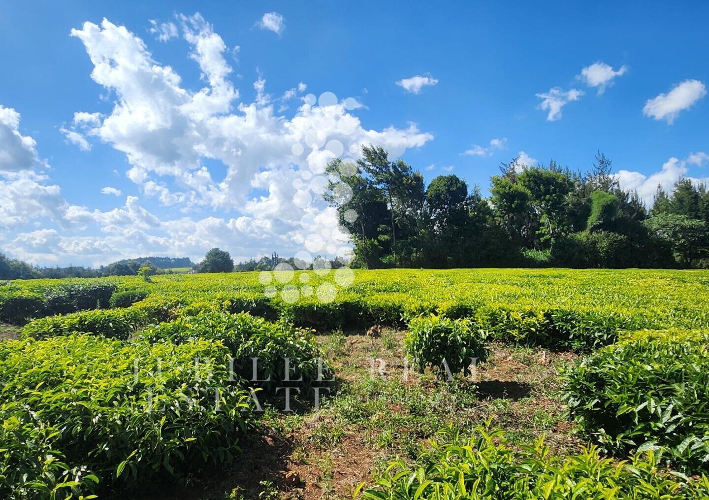 21-Acre Tea Farm in Tigoni