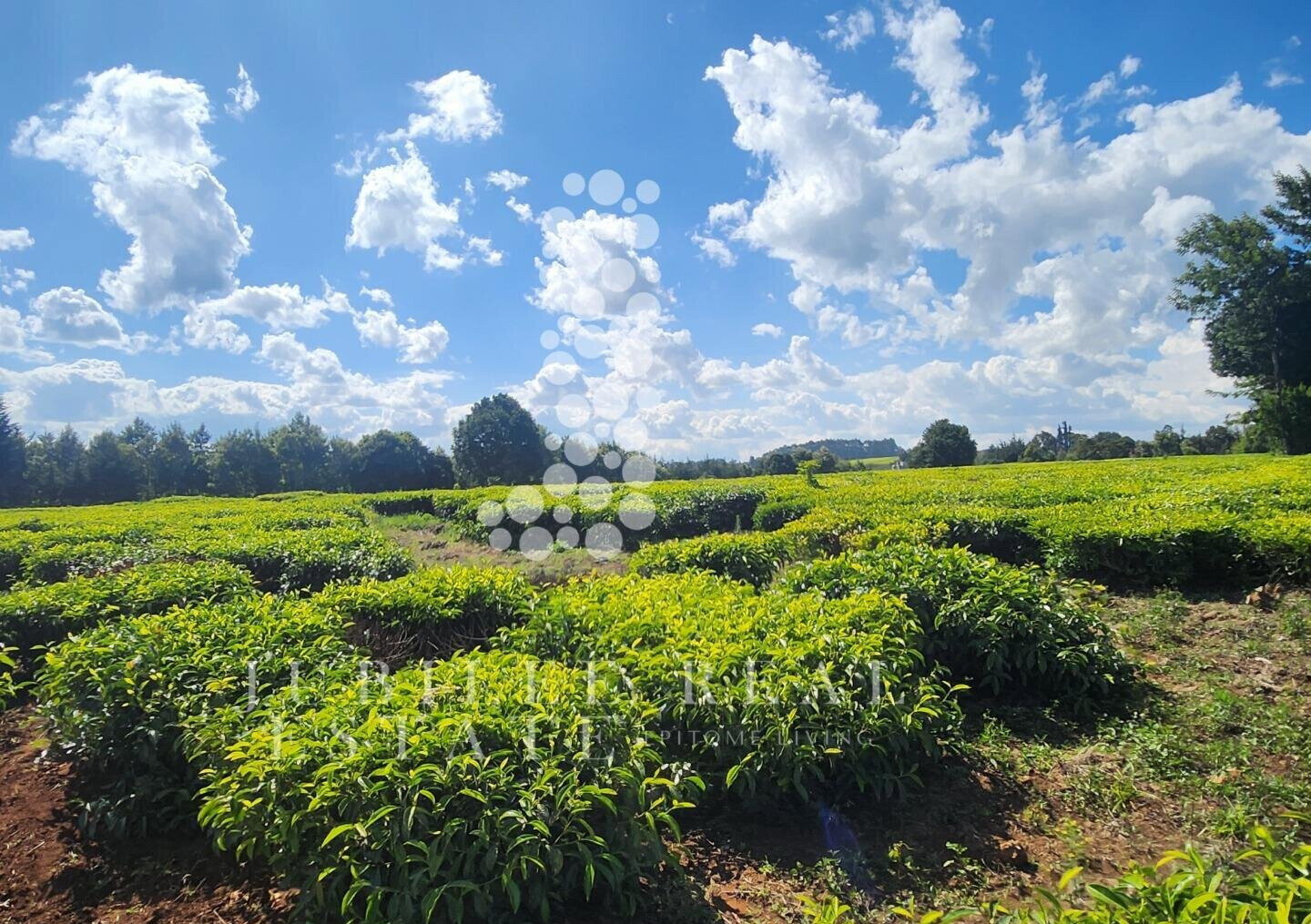 21-Acre Tea Farm in Tigoni